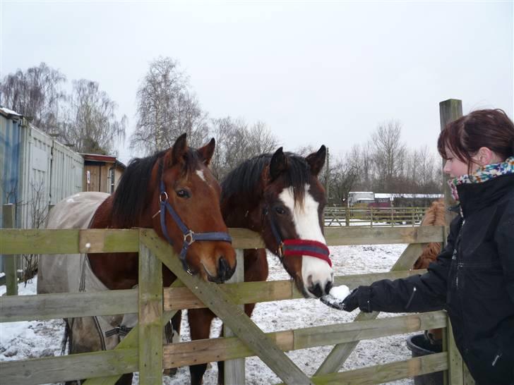 New Forest Stella - Hmm er det mad?? .... billede 12