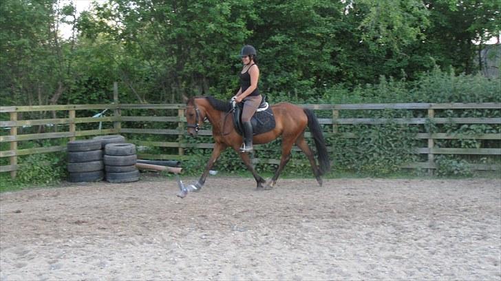 New Forest Stella - Så fin! prøv at bemærke duen ved hendes forben ;D billede 13