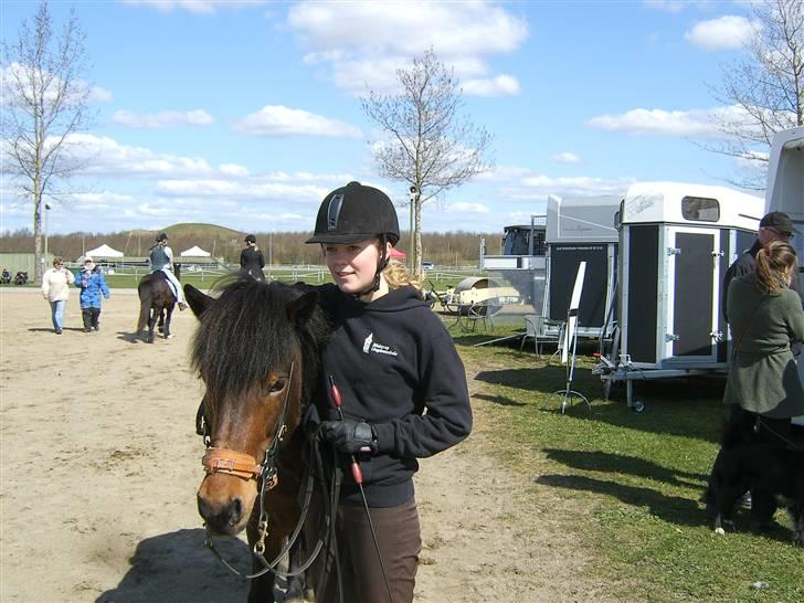 Islænder Múska fra Olesminde - til st. bededagsstævne i herning :) billede 13