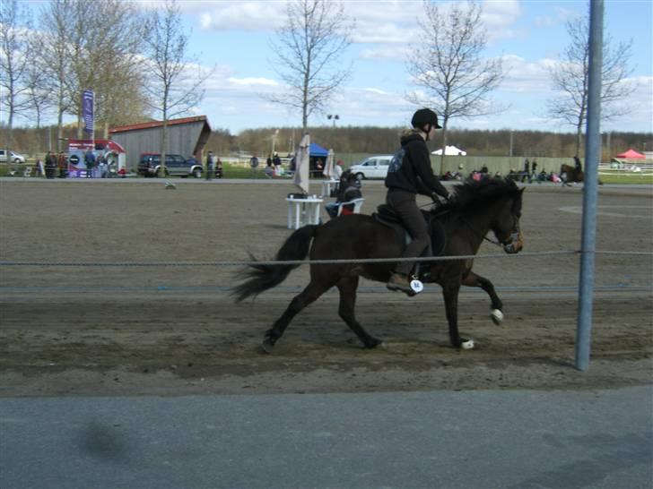 Islænder Múska fra Olesminde - fuld fart til bededag ! billede 15