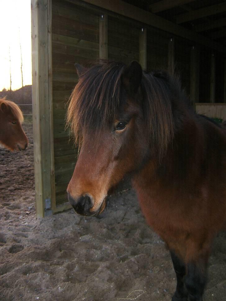 Islænder Múska fra Olesminde - mus <3 billede 16