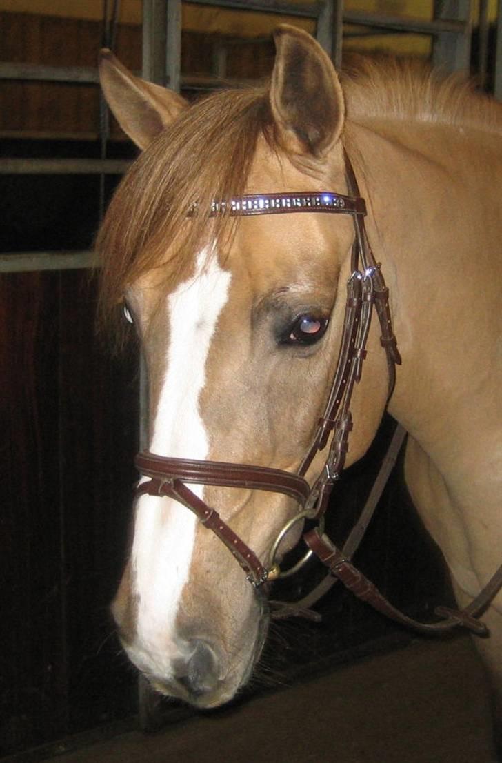 Anden særlig race Golden Amber..Hjemme igen<3 - Smukke Amber.. billede 1