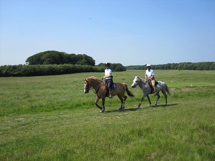 Anden særlig race Golden Amber..Hjemme igen<3 - Amber til Københavnerridtet 2010..Sammen med Anne & Lappi billede 2