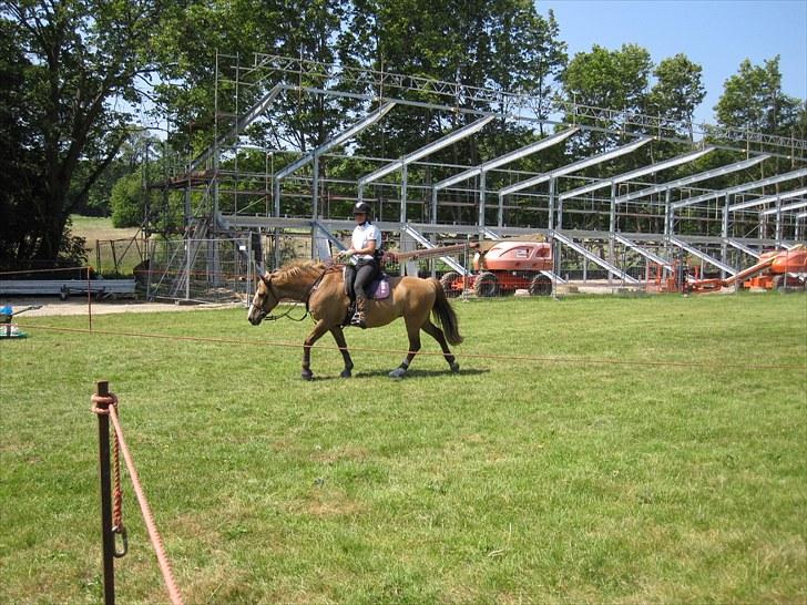 Anden særlig race Golden Amber..Hjemme igen<3 - I mål efter et veloverstået ridt / 17km med 8,3km/t...og 30°C billede 3