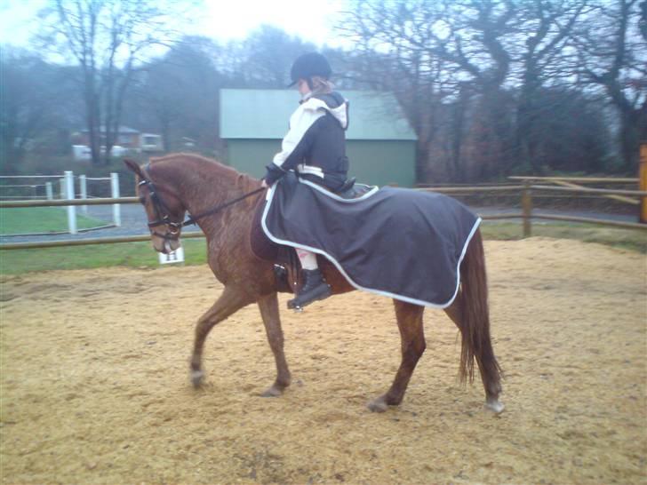 Anden særlig race Damgaard's Spirit R.I.P. billede 15