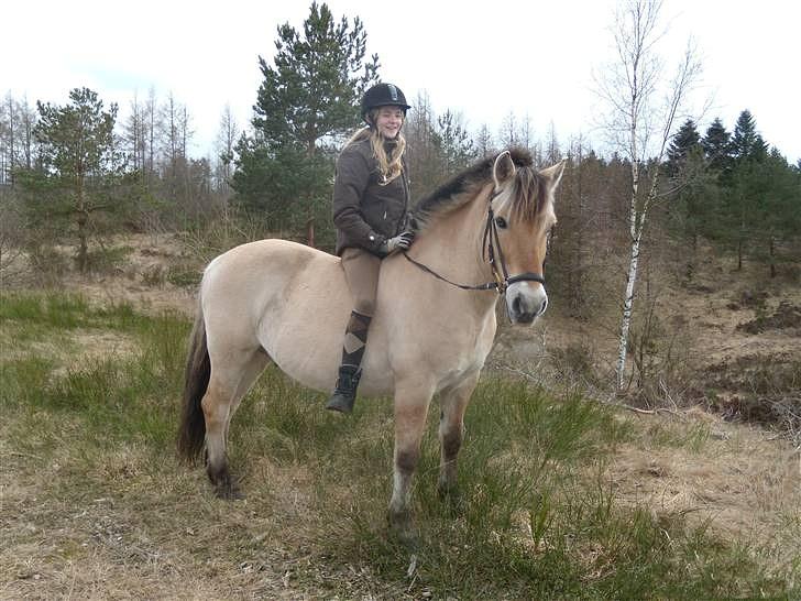 Fjordhest Amigo (Fjolle) - På heden Foto:  billede 2