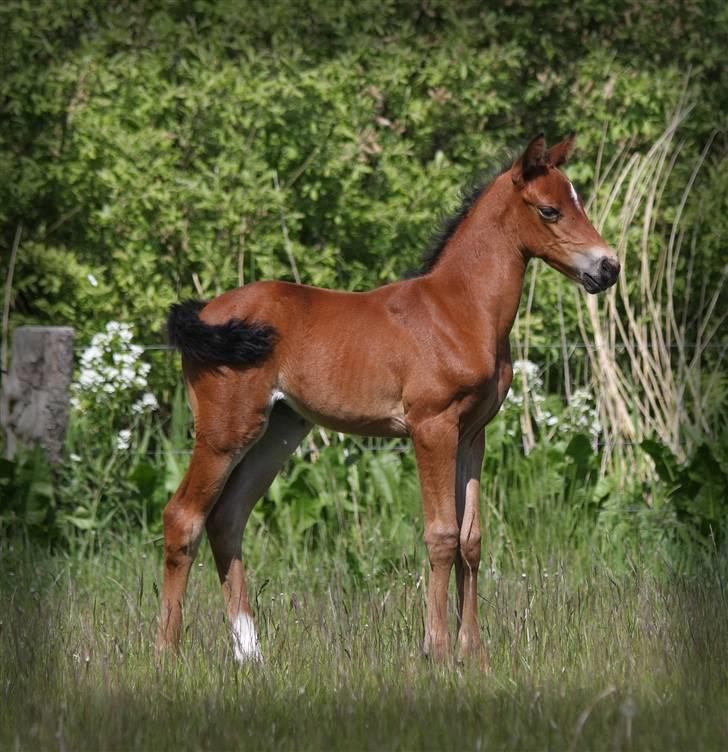 DSP Fredbo's i-Pod SAVNET! - i-Pod (; <3 billede 1