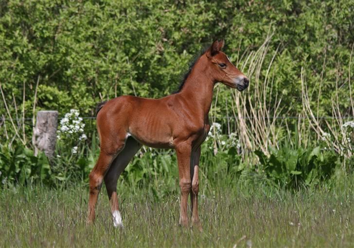 DSP Fredbo's i-Pod SAVNET! billede 2