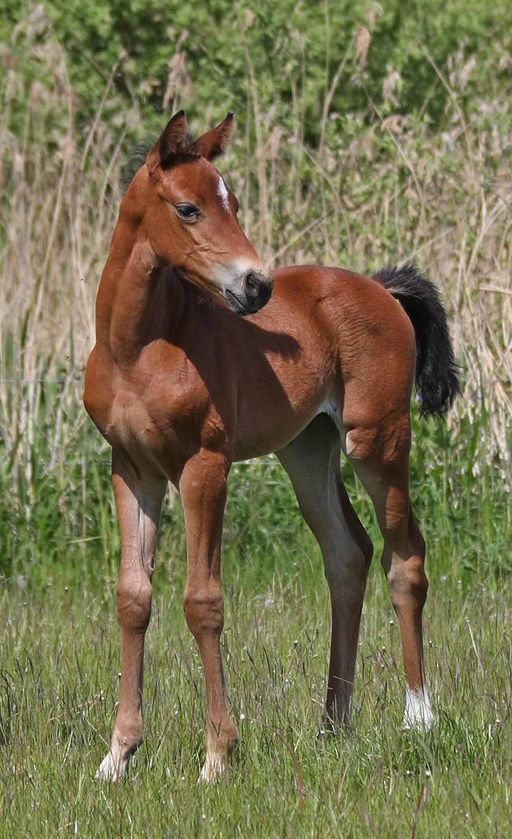 DSP Fredbo's i-Pod SAVNET! billede 3