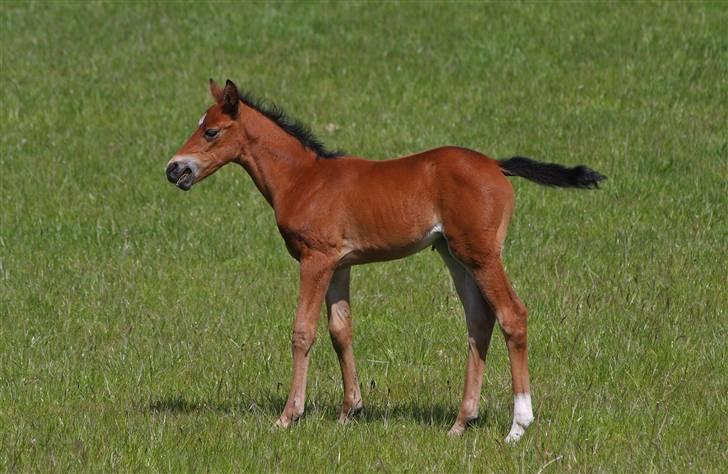 DSP Fredbo's i-Pod SAVNET! billede 4