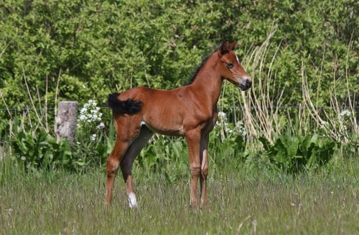 DSP Fredbo's i-Pod SAVNET! billede 5