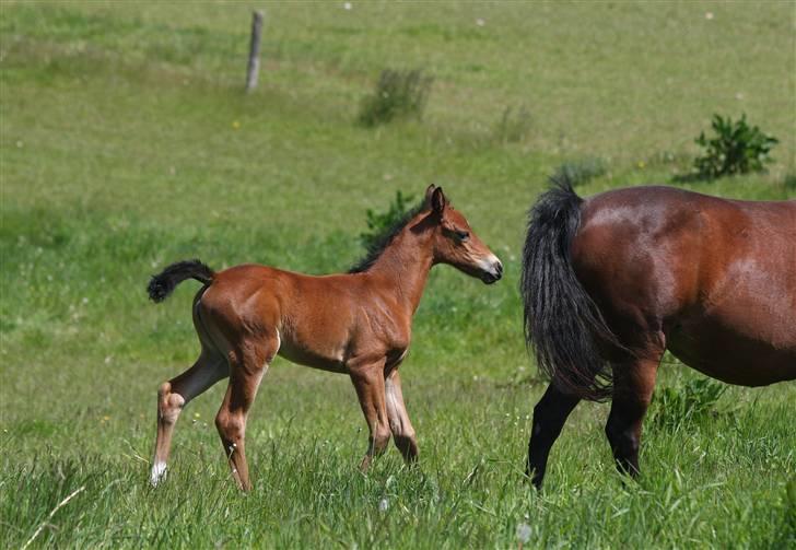 DSP Fredbo's i-Pod SAVNET! billede 6