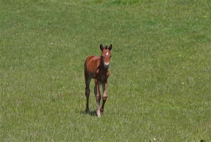 DSP Fredbo's i-Pod SAVNET! billede 7