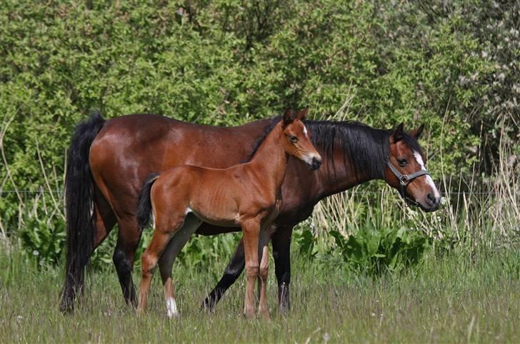 DSP Fredbo's i-Pod SAVNET! billede 8