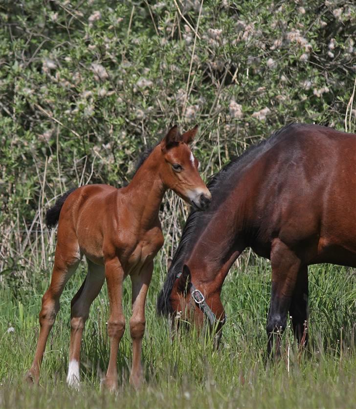 DSP Fredbo's i-Pod SAVNET! billede 9