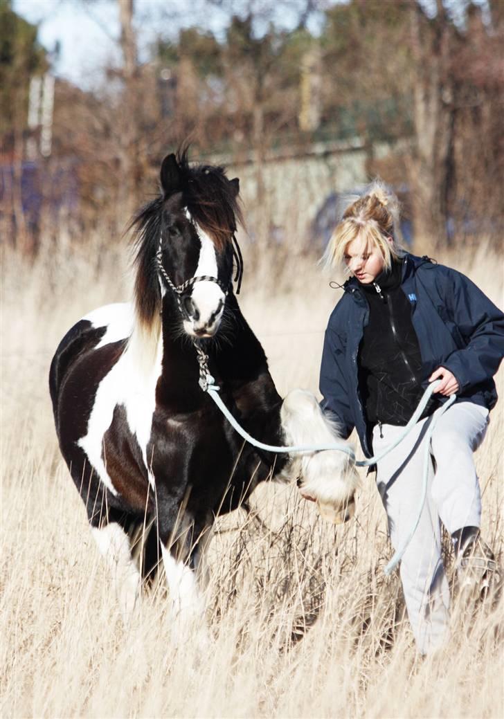 Irish Cob | Rain |  - 09/10 billede 15