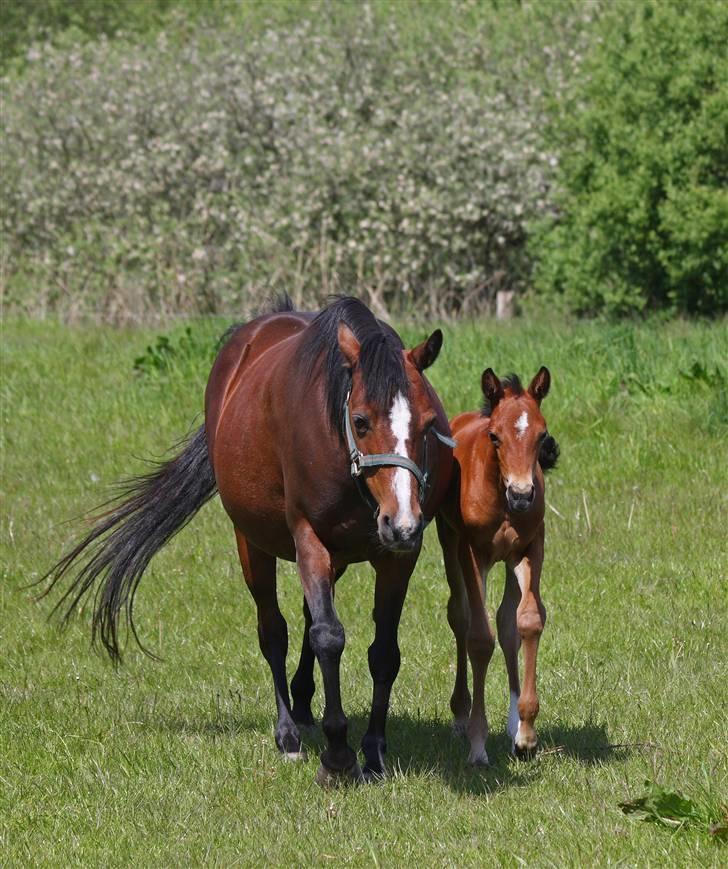 DSP Fredbo's i-Pod SAVNET! billede 10