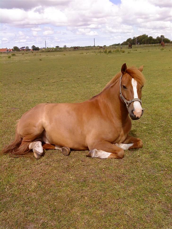 Anden særlig race Pikatju Mitalt!í;<3333333 - smukke pika på fold :D<33 billede 1