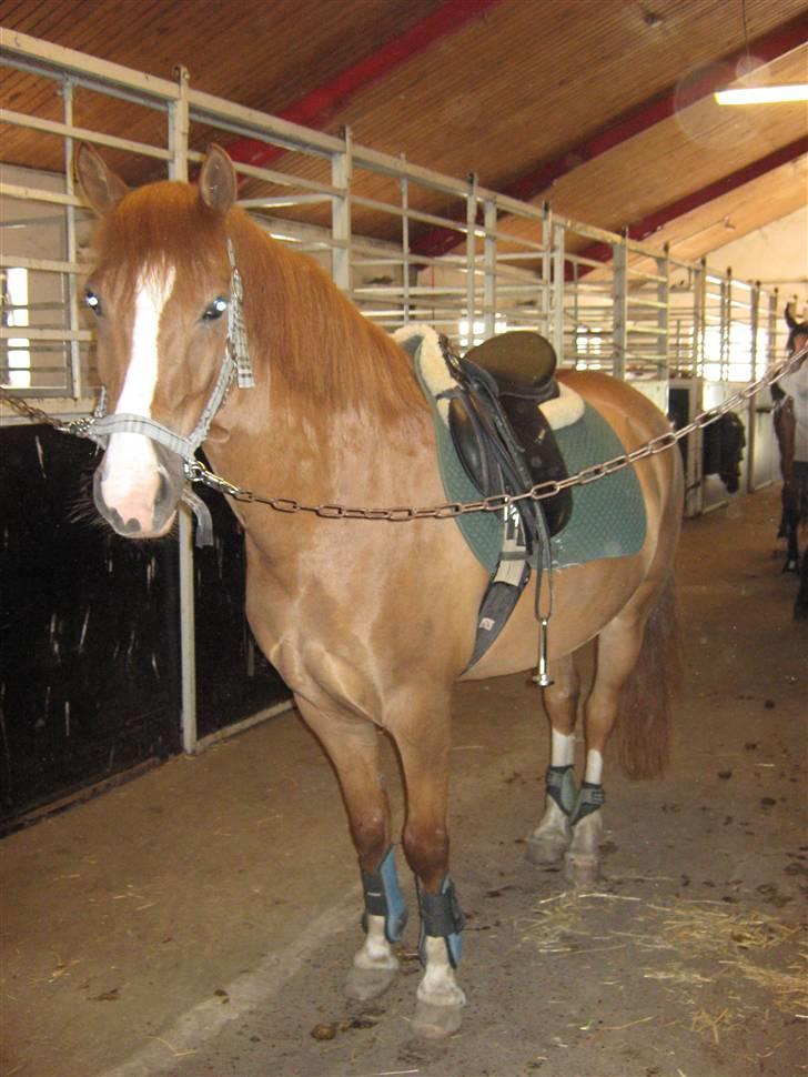 Anden særlig race Pikatju Mitalt!í;<3333333 billede 2