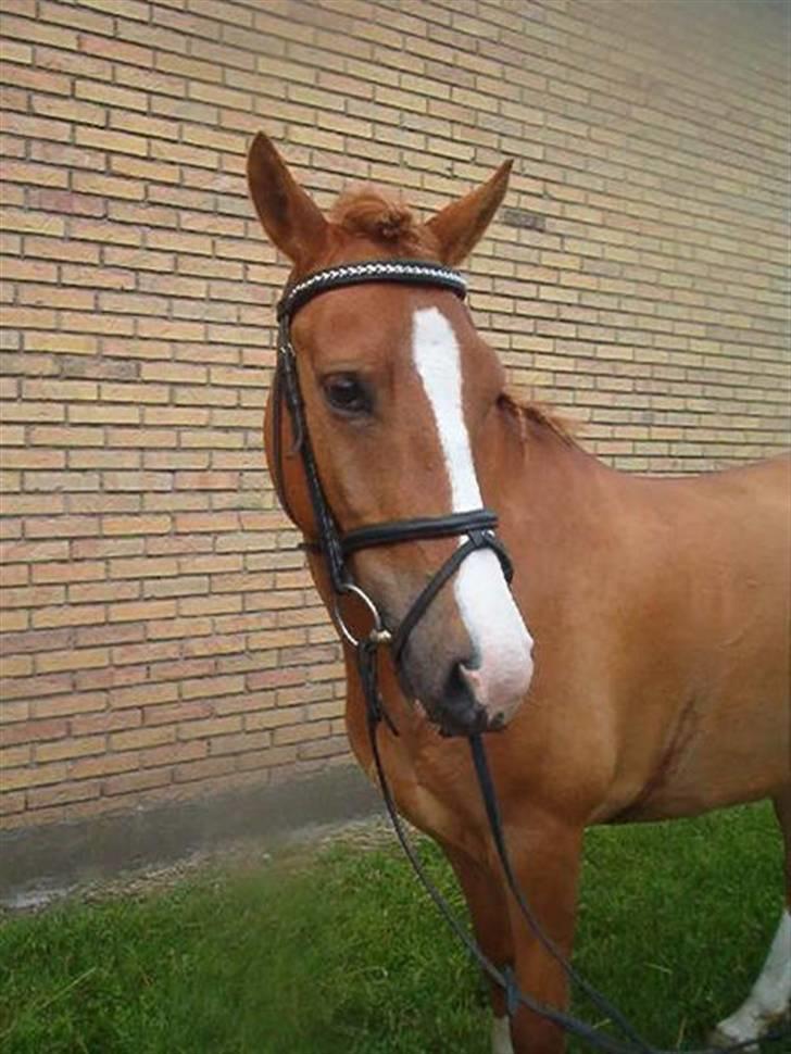 Anden særlig race Pikatju Mitalt!í;<3333333 billede 3