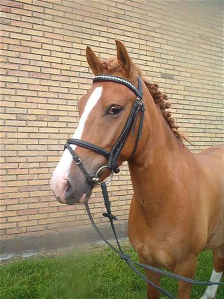 Anden særlig race Pikatju Mitalt!í;<3333333 billede 4