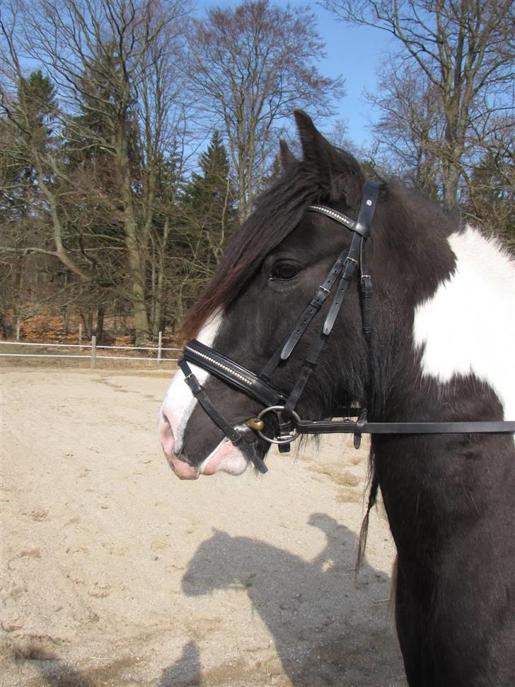 Irish Cob Zeus ( Rudi ) - Zeus og hans nye OS hovedtøj billede 12
