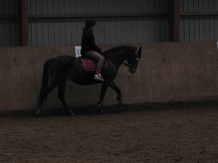 Anden særlig race Trille   billede 18