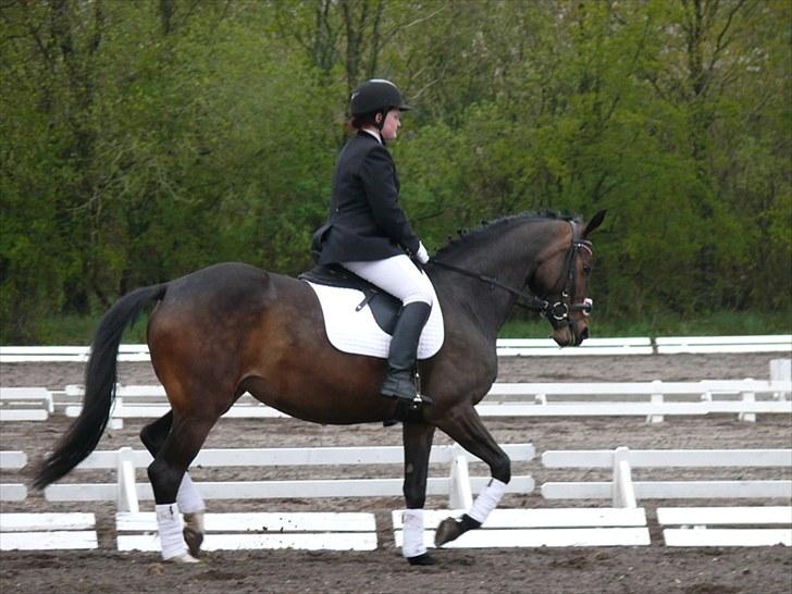 Anden særlig race Trille   billede 19