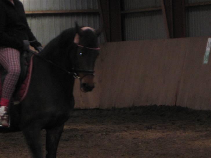 Anden særlig race Trille   billede 20