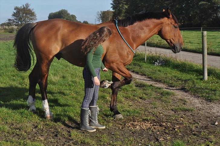 Dansk Varmblod Lucky Two - Lucky nu med tricks, løfte ben på kommando (; billede 7