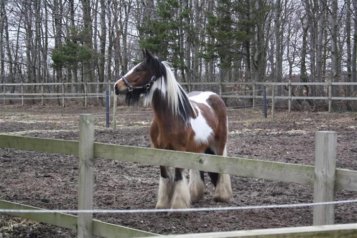 Irish Cob caramella billede 8