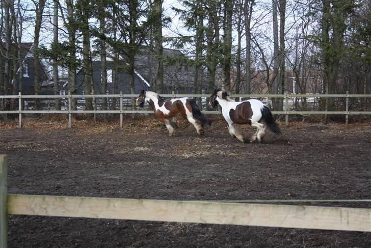Irish Cob caramella billede 9