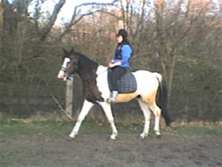 Anden særlig race konano *SOLGT* - dejlige hest! - uden longe for første gang d;  billede 13