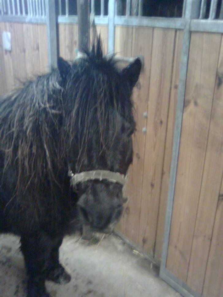 Shetlænder Emil - du glad når jeg kommer... billede 5