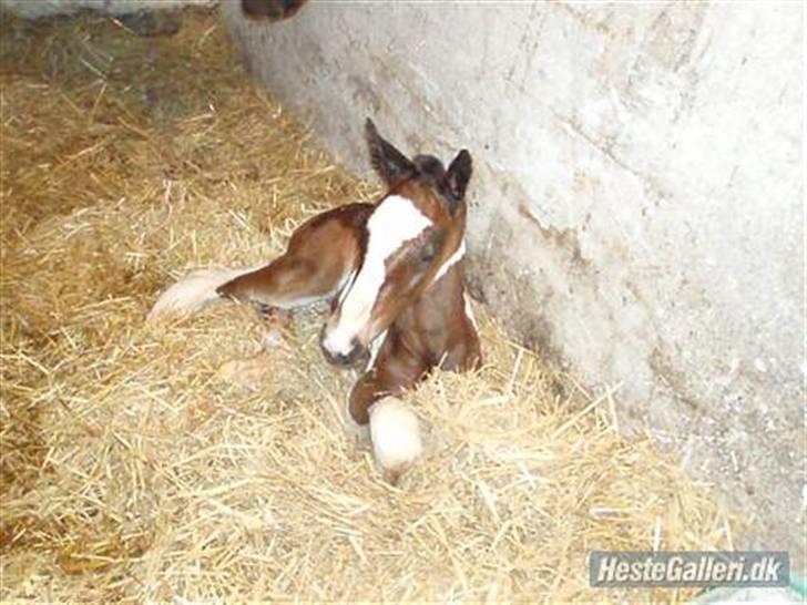 Anden særlig race Åbygårds Fitzroy billede 3