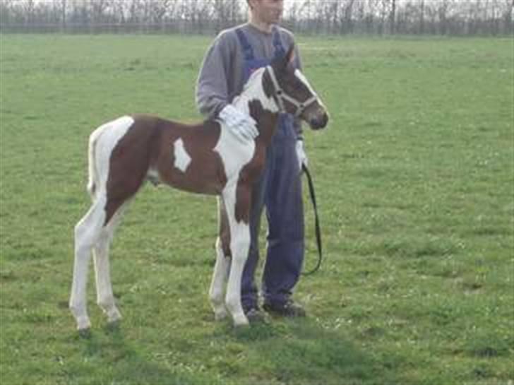 Anden særlig race Åbygårds Fitzroy billede 4