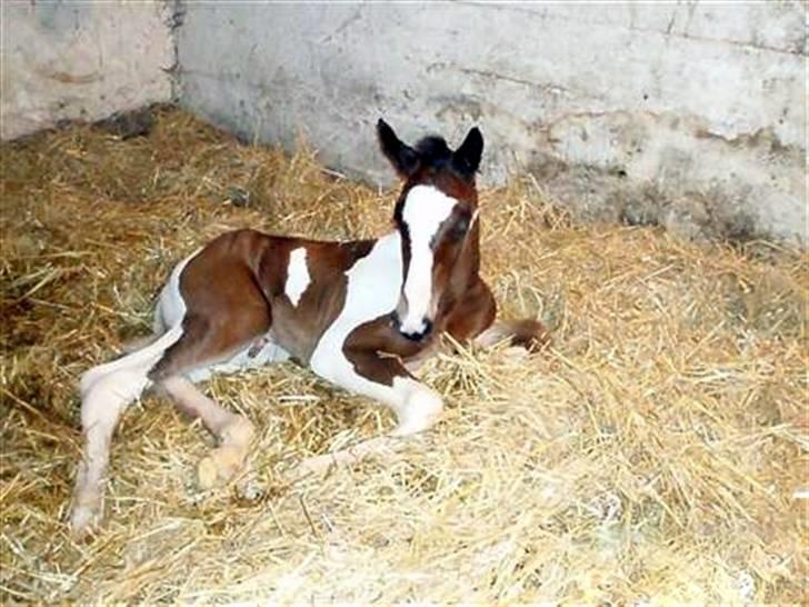 Anden særlig race Åbygårds Fitzroy billede 5