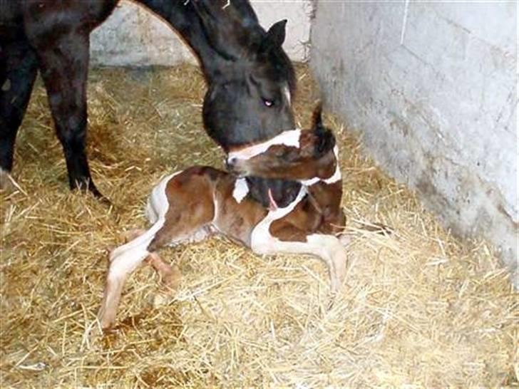 Anden særlig race Åbygårds Fitzroy billede 6