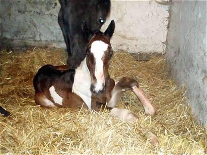 Anden særlig race Åbygårds Fitzroy billede 7