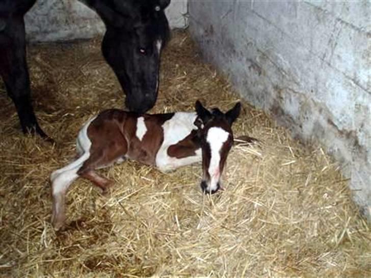Anden særlig race Åbygårds Fitzroy billede 8