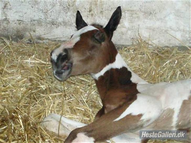 Anden særlig race Åbygårds Fitzroy billede 9