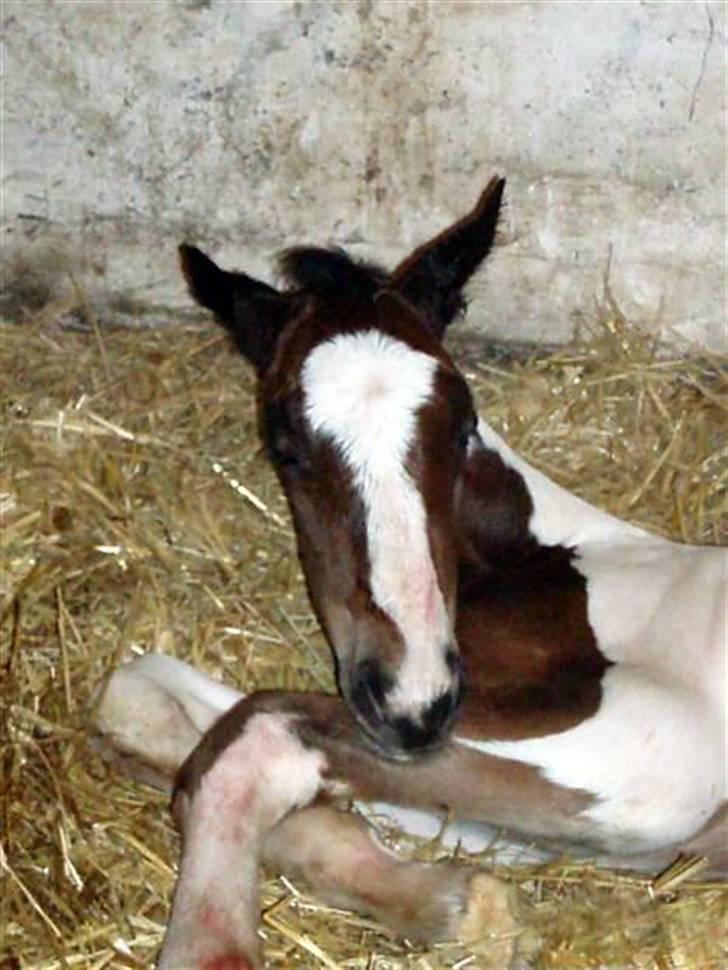 Anden særlig race Åbygårds Fitzroy billede 10