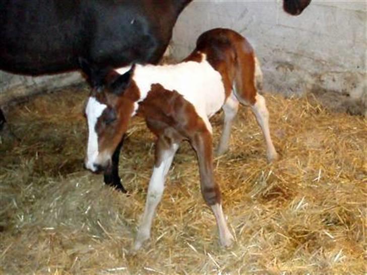 Anden særlig race Åbygårds Fitzroy billede 11