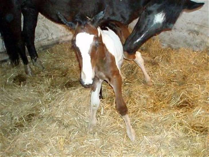 Anden særlig race Åbygårds Fitzroy billede 12