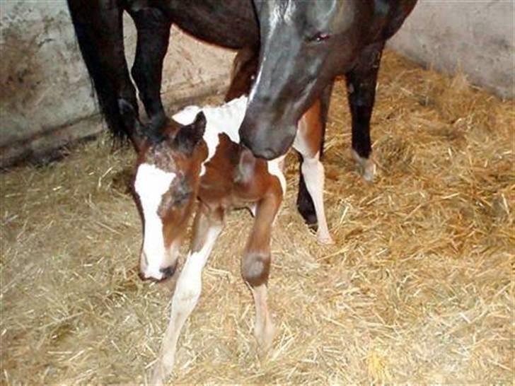 Anden særlig race Åbygårds Fitzroy billede 13