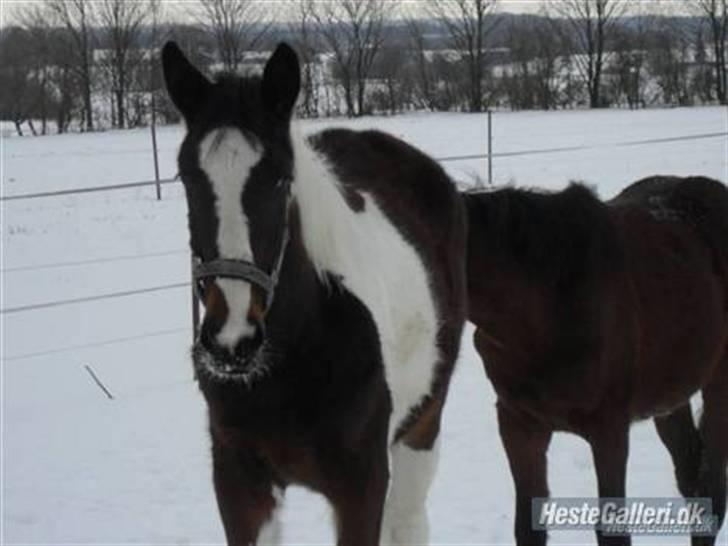 Anden særlig race Åbygårds Fitzroy billede 14
