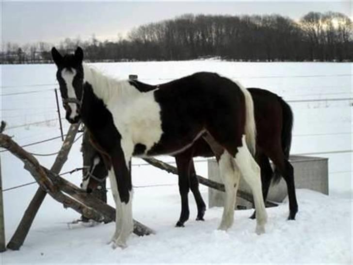 Anden særlig race Åbygårds Fitzroy billede 15