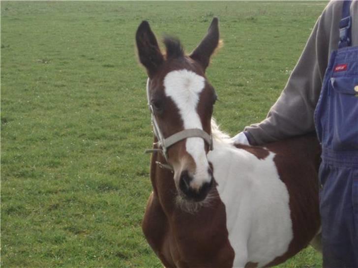 Anden særlig race Åbygårds Fitzroy billede 16