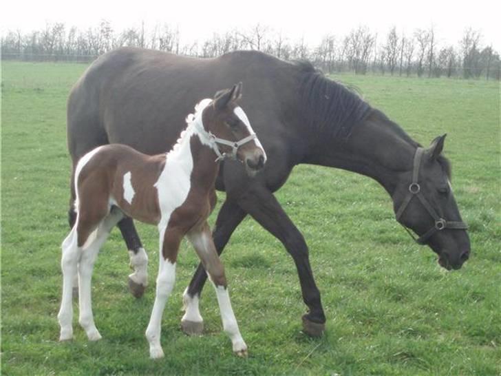 Anden særlig race Åbygårds Fitzroy billede 17