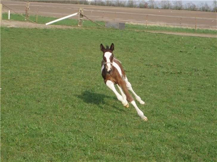 Anden særlig race Åbygårds Fitzroy billede 18